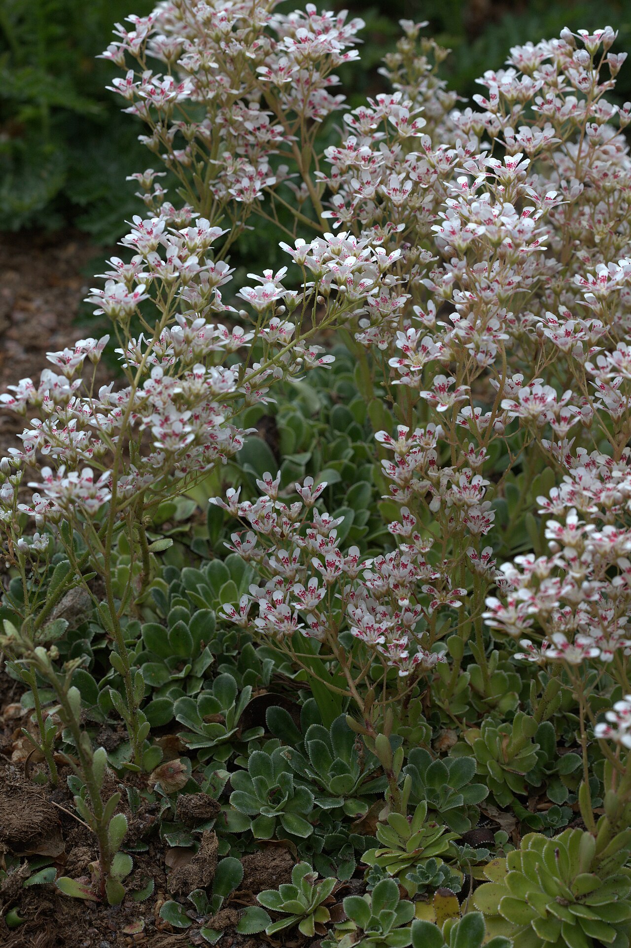 Saxifraga cotyledon: Photo taken at Gothenburg botanical garden. Specimen id: 2001-3000 p G Plant collected in 2001 from a garden (Säve).
