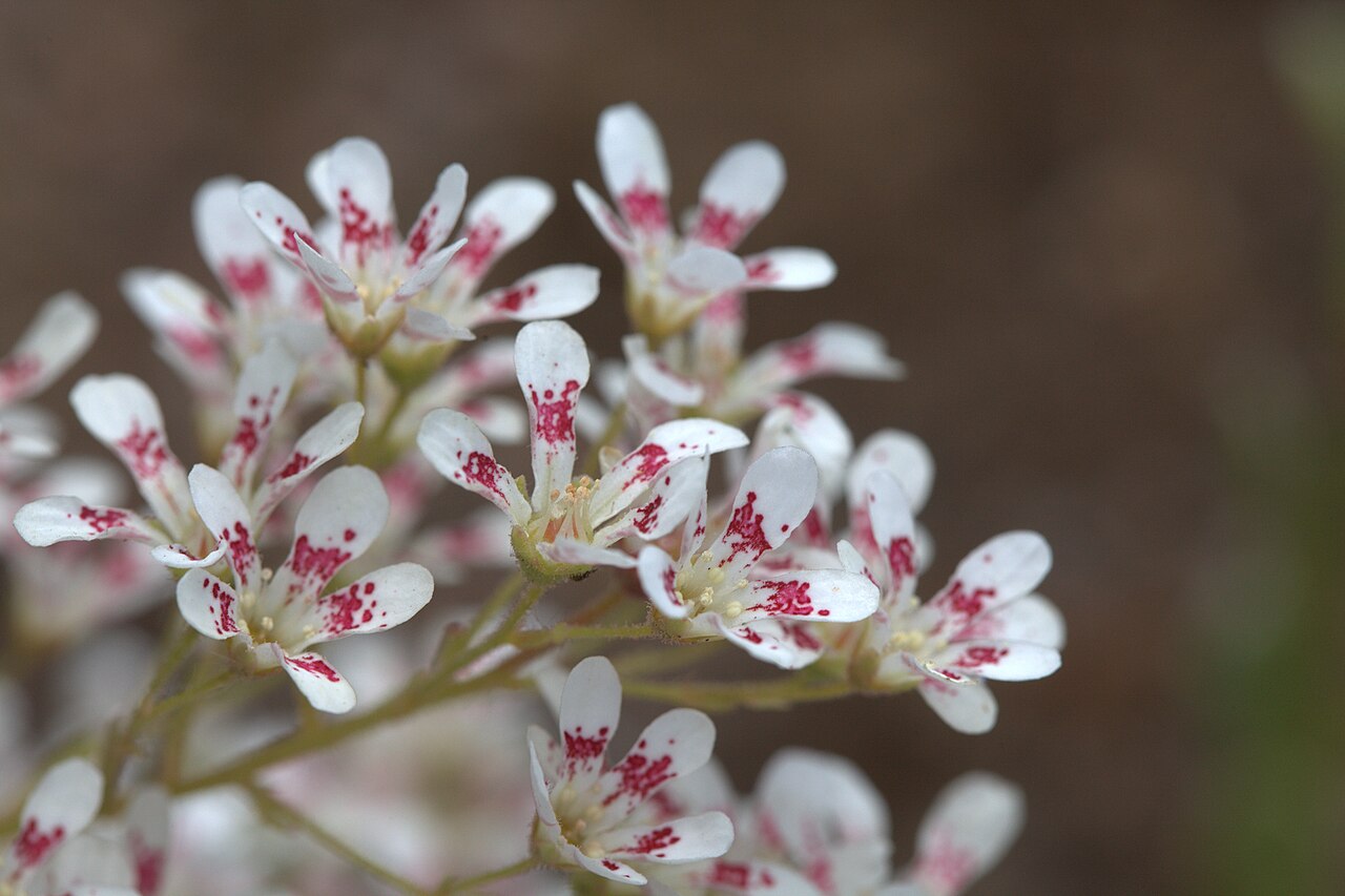 Saxifraga cotyledon: Photo taken at Gothenburg botanical garden. Specimen id: 2001-3000 p G Plant collected in 2001 from a garden (Säve).