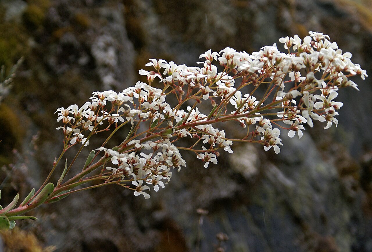 Saxifraga cotyledon: Bergfrue - Saxifraga cotyledon. From the Norwegian mountain flora.