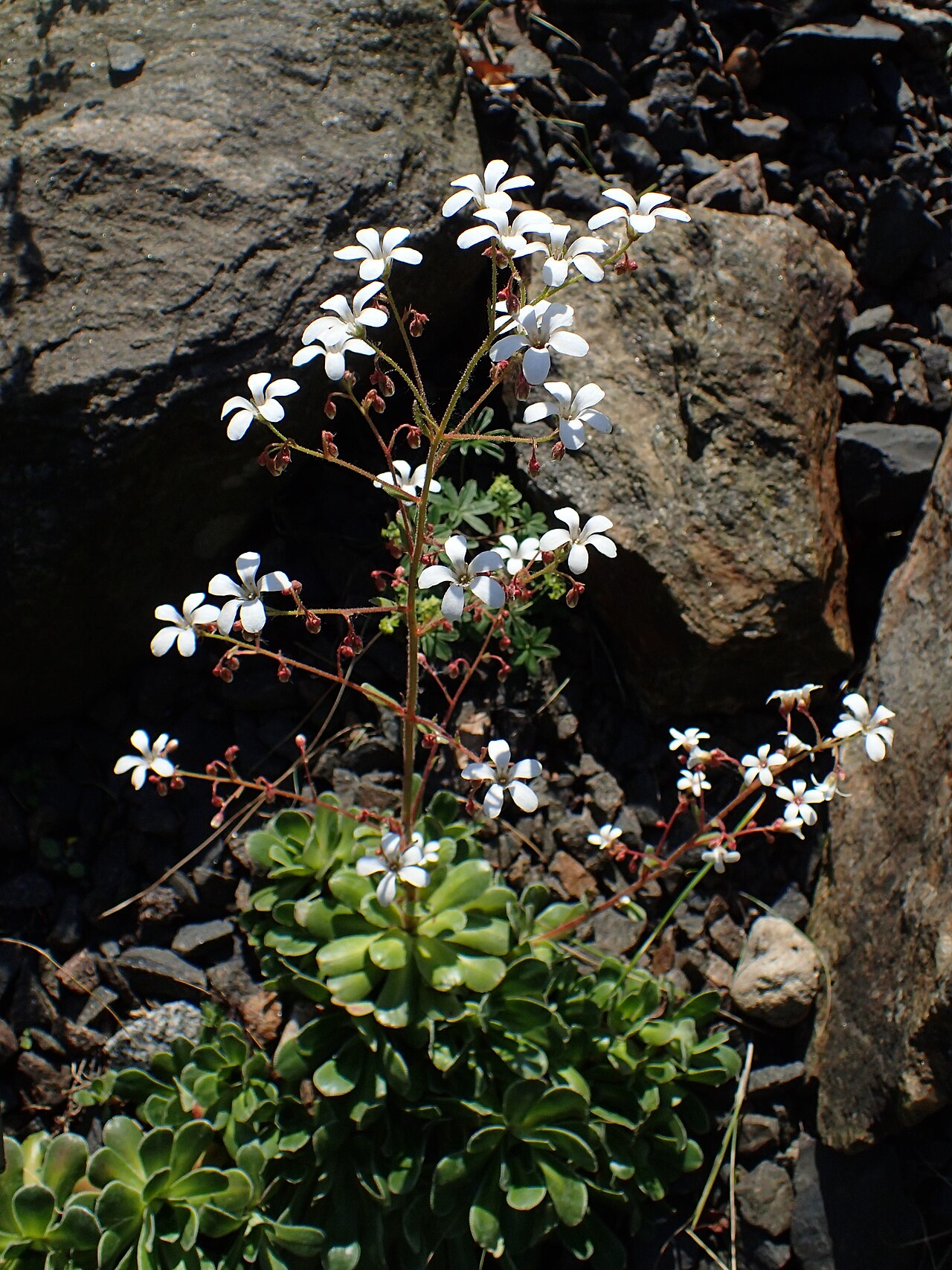 Saxifraga cotyledon: Saxifraga cotyledon in the Botanischer Garten, Berlin-Dahlem