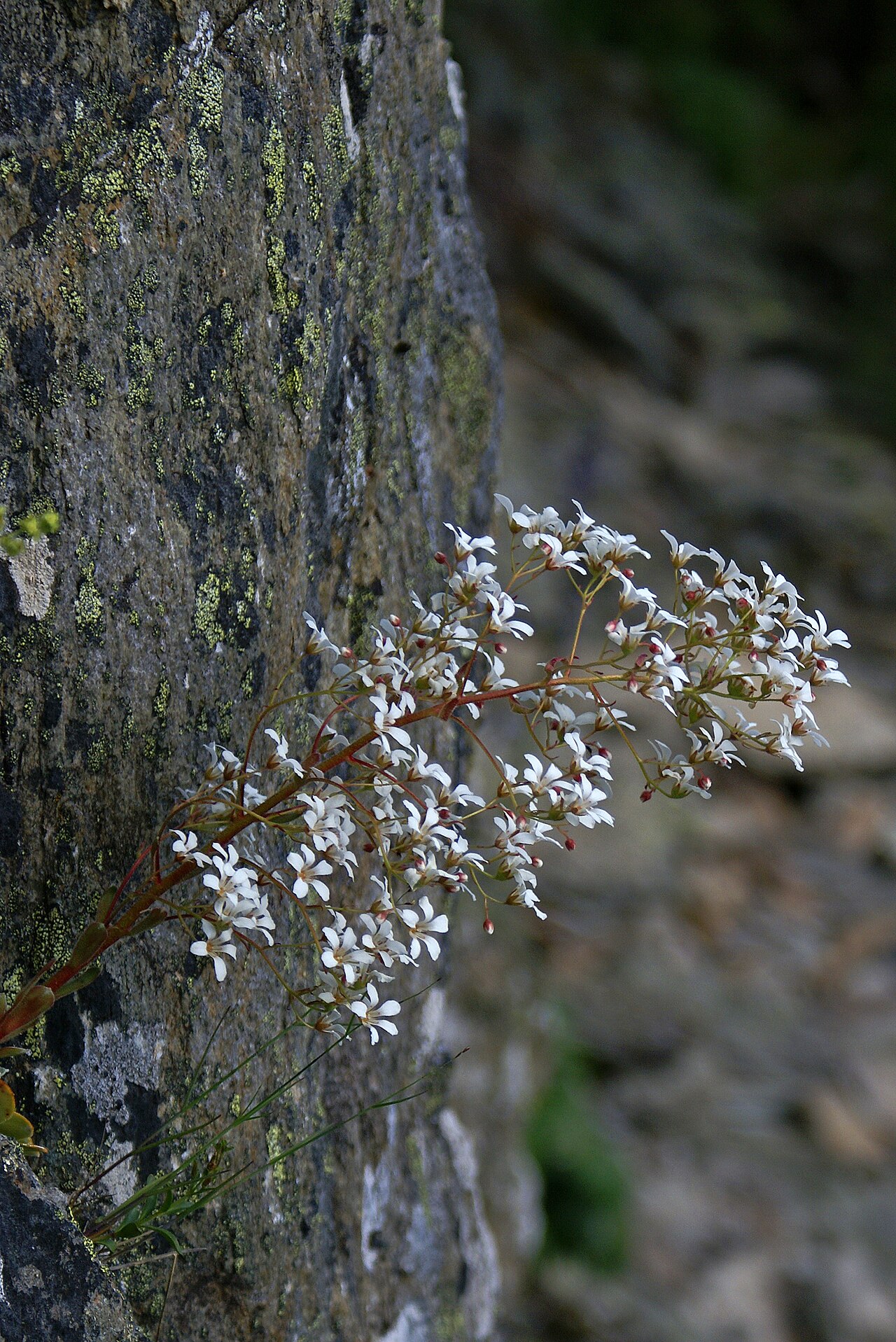 Saxifraga cotyledon: Bergfrue - Saxifraga cotyledon. From the Norwegian mountain flora.