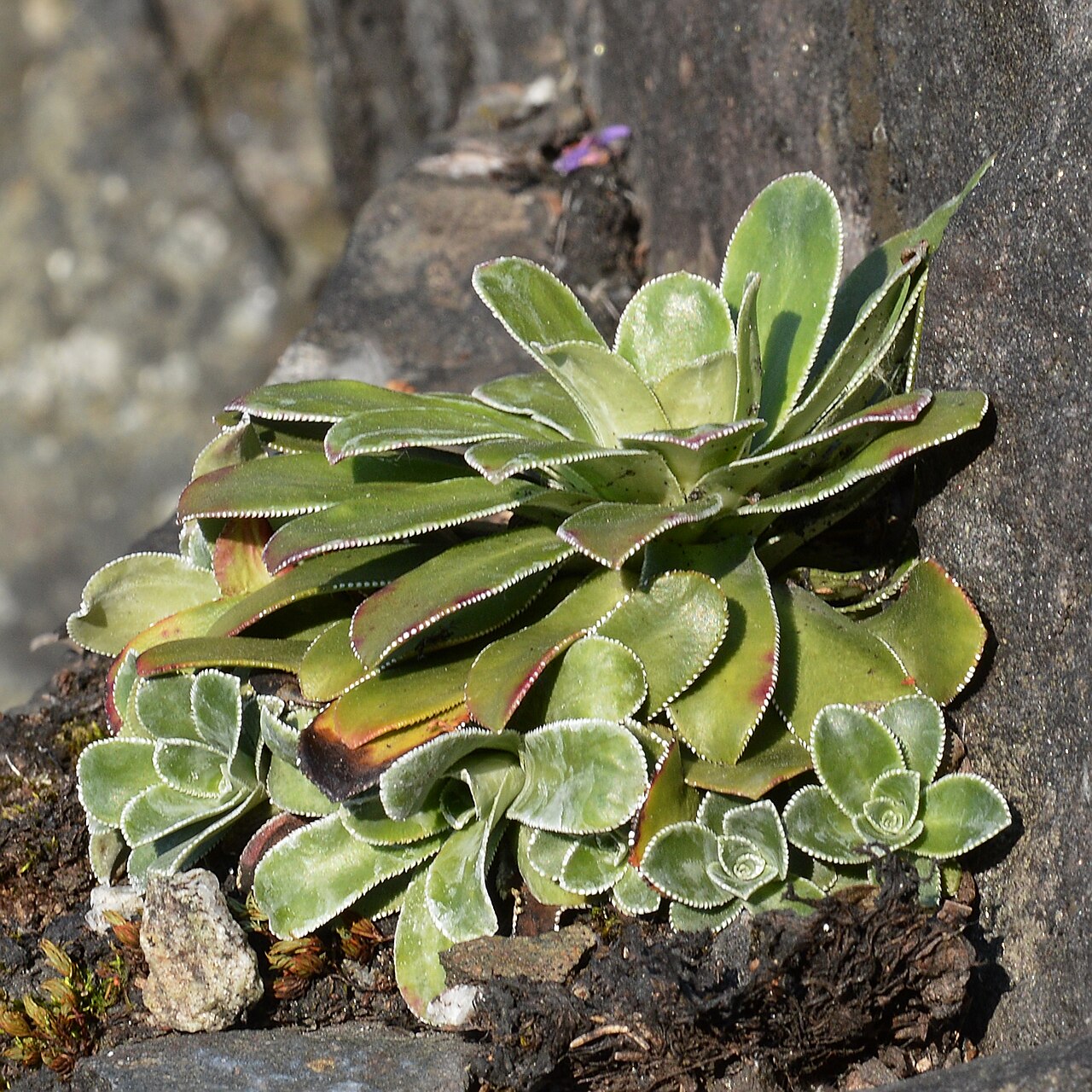 Saxifraga cotyledon: Pyramidal Saxifrage ( Saxifraga cotyledon ) in Eidfjord, Norway.