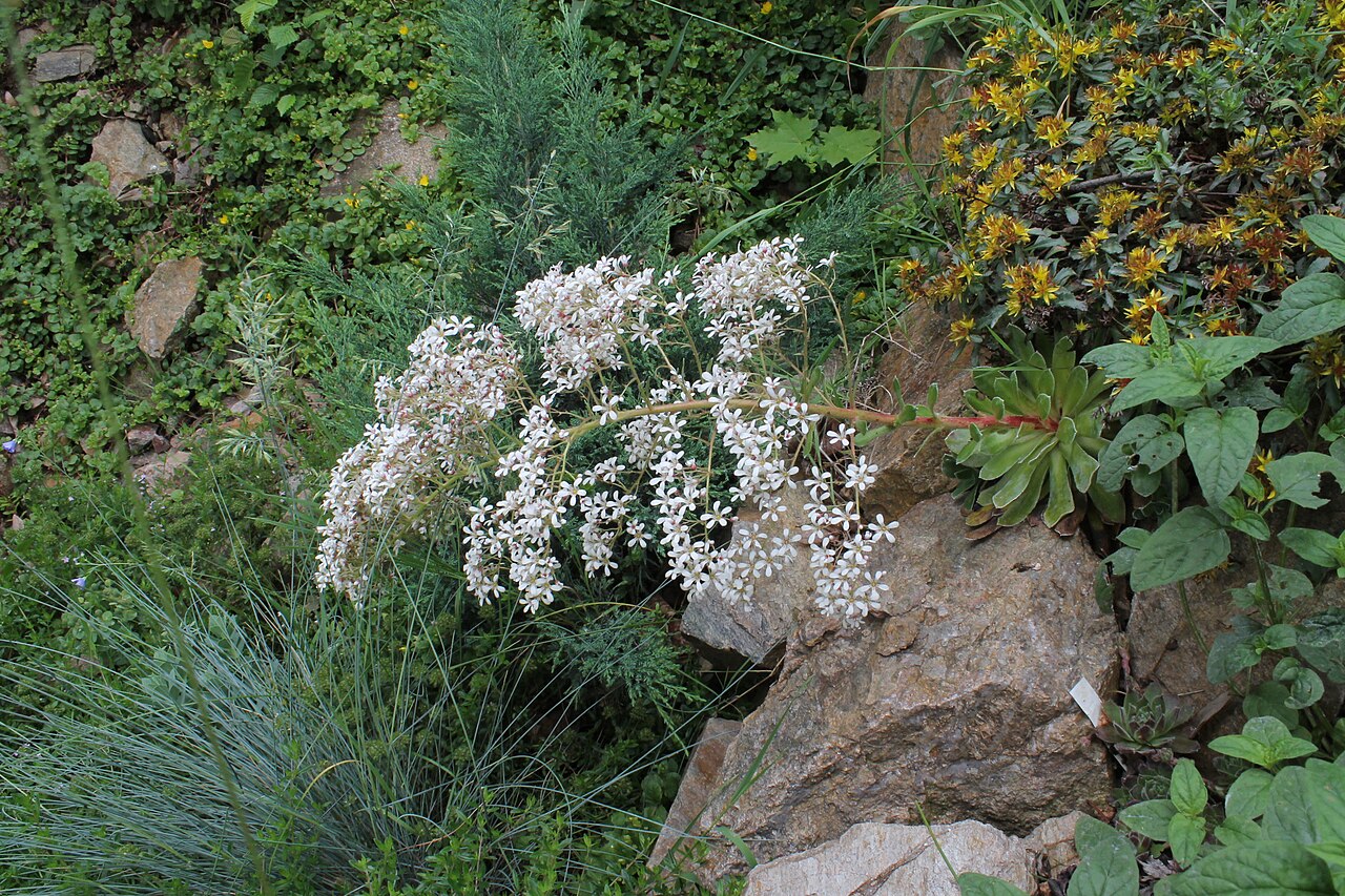 Saxifraga cotyledon: Saxifraga cotyledon, skalka, Gymnázium Brno-Řečkovice