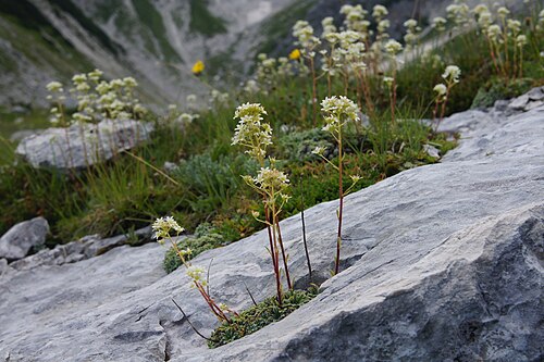 Crusted-leaved saxifraga: Skorjasti kamnokreč na Krnici (Kanin).