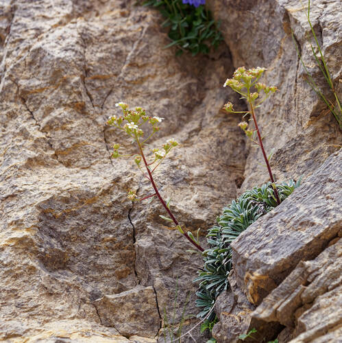 Crusted-leaved saxifraga (Saxifraga crustata)