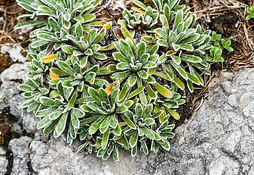 Crusted-leaved saxifraga: Alpengarten Villacher Alpe : Krusten-Steinbrech