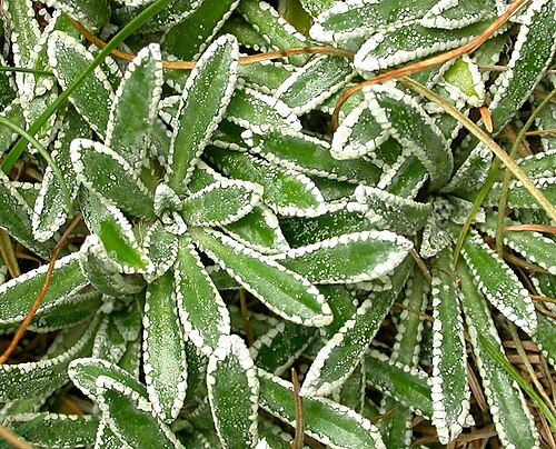 Crusted-leaved saxifraga: Lime crust on leaves of Saxifraga crustata, Triglav, Slovenia
