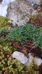 Crusted-leaved saxifraga (Saxifraga crustata)