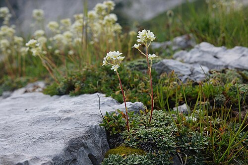 Crusted-leaved saxifraga: Skorjasti kamnokreč na Krnici (Kanin).