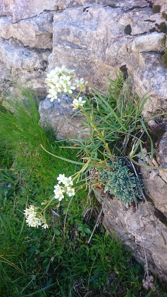 Crusted-leaved saxifraga (Saxifraga crustata)