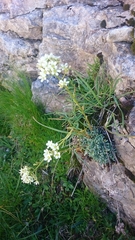 Crusted-leaved saxifraga (Saxifraga crustata)