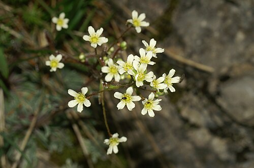 Crusted-leaved saxifraga: Skorjasti kamnokreč na Veliki planini.