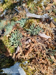 Crusted-leaved saxifraga (Saxifraga crustata)