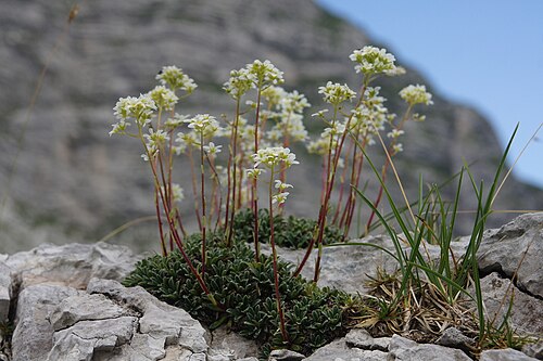 Crusted-leaved saxifraga: Skorjasti kamnokreč na Krnici (Kanin).