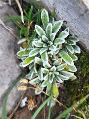 Crusted-leaved saxifraga (Saxifraga crustata)
