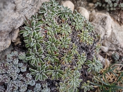 Crusted-leaved saxifraga (Saxifraga crustata)