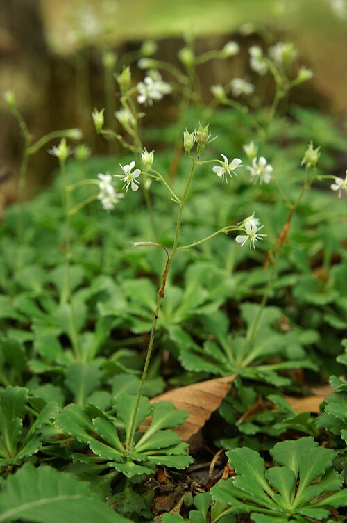 Saxifraga cuneifolia: Klinolistni kamnokreč na Veliki planini.