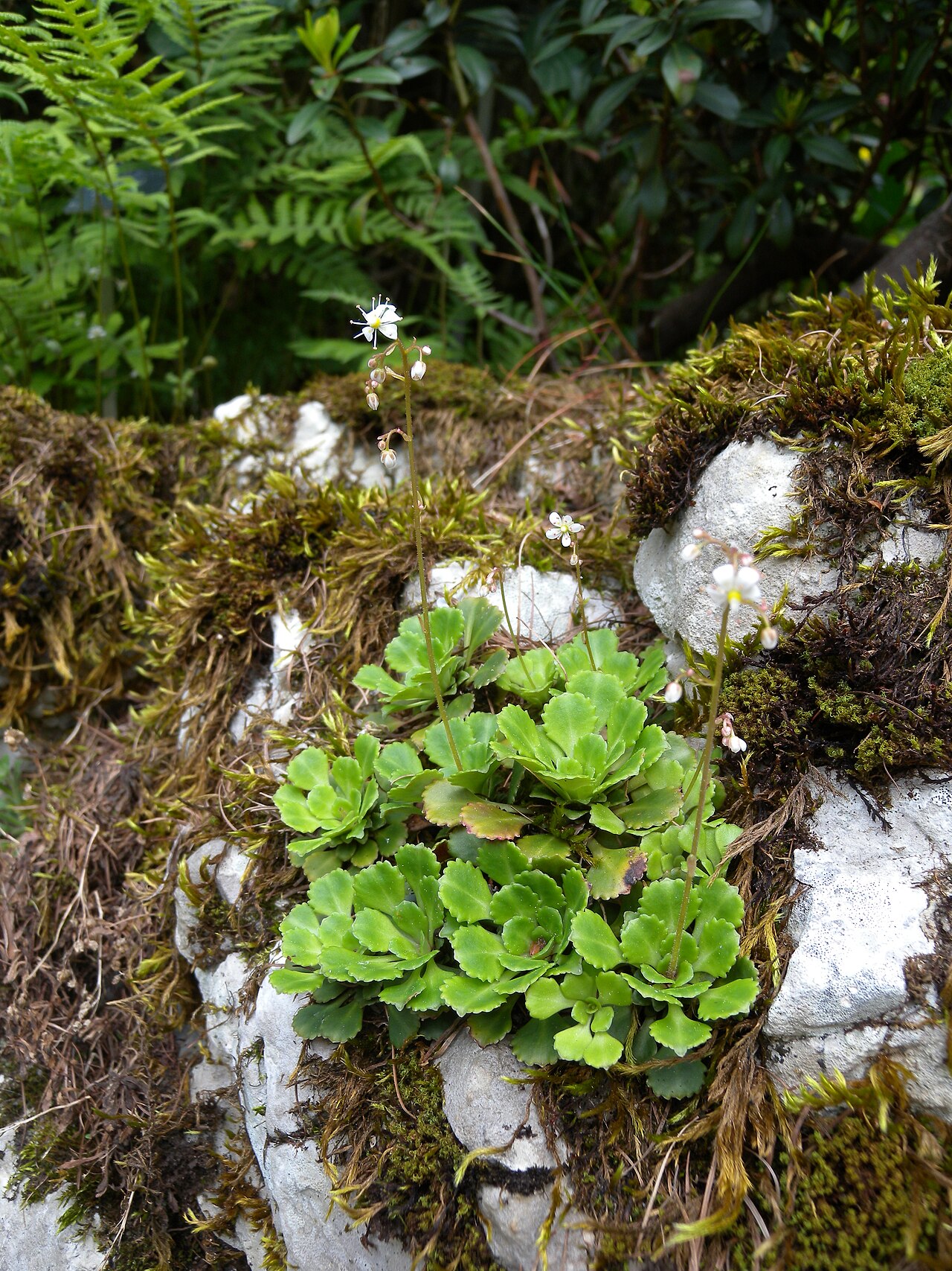 Saxifraga cuneifolia: Saxifraga cuneifolia (Saxifragaceae), Botanical Garden Bern, Switzerland