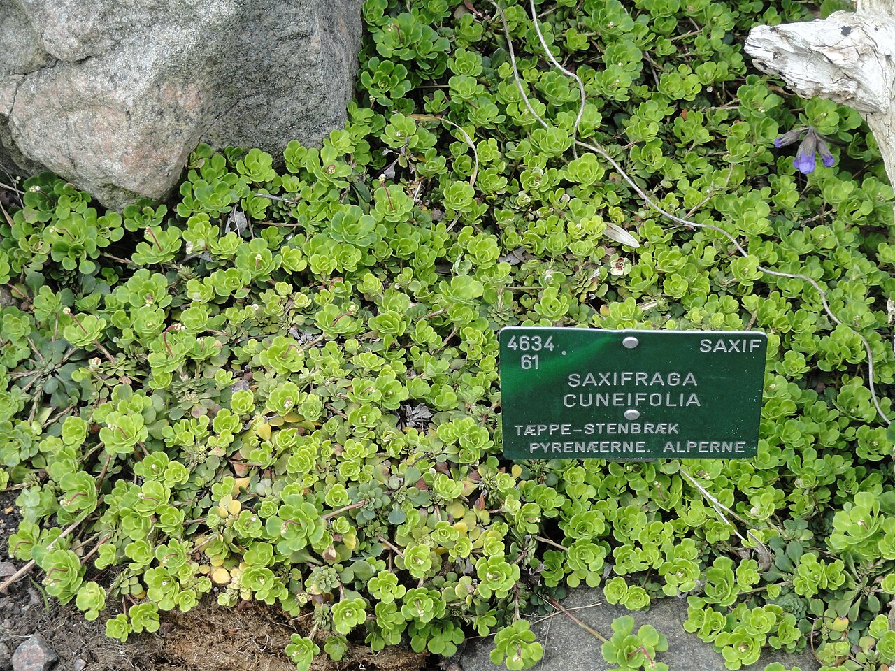 Saxifraga cuneifolia: Botanical specimen in the University of Copenhagen Botanical Garden, Copenhagen, Denmark.