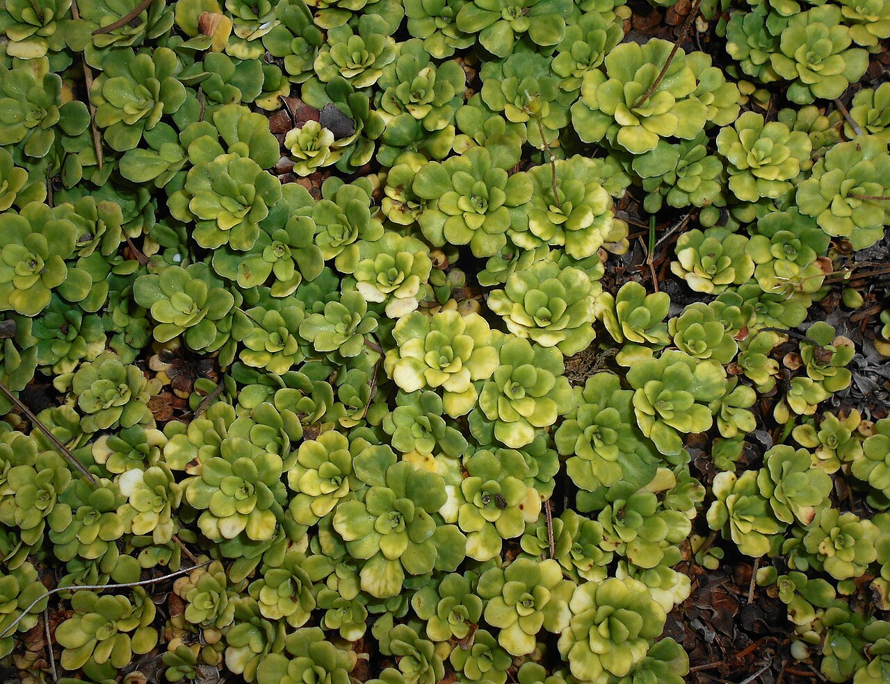 Saxifraga cuneifolia: Saxifraga cuneifolia var. subintegra , Botanical Garden in Poznań, Poland.