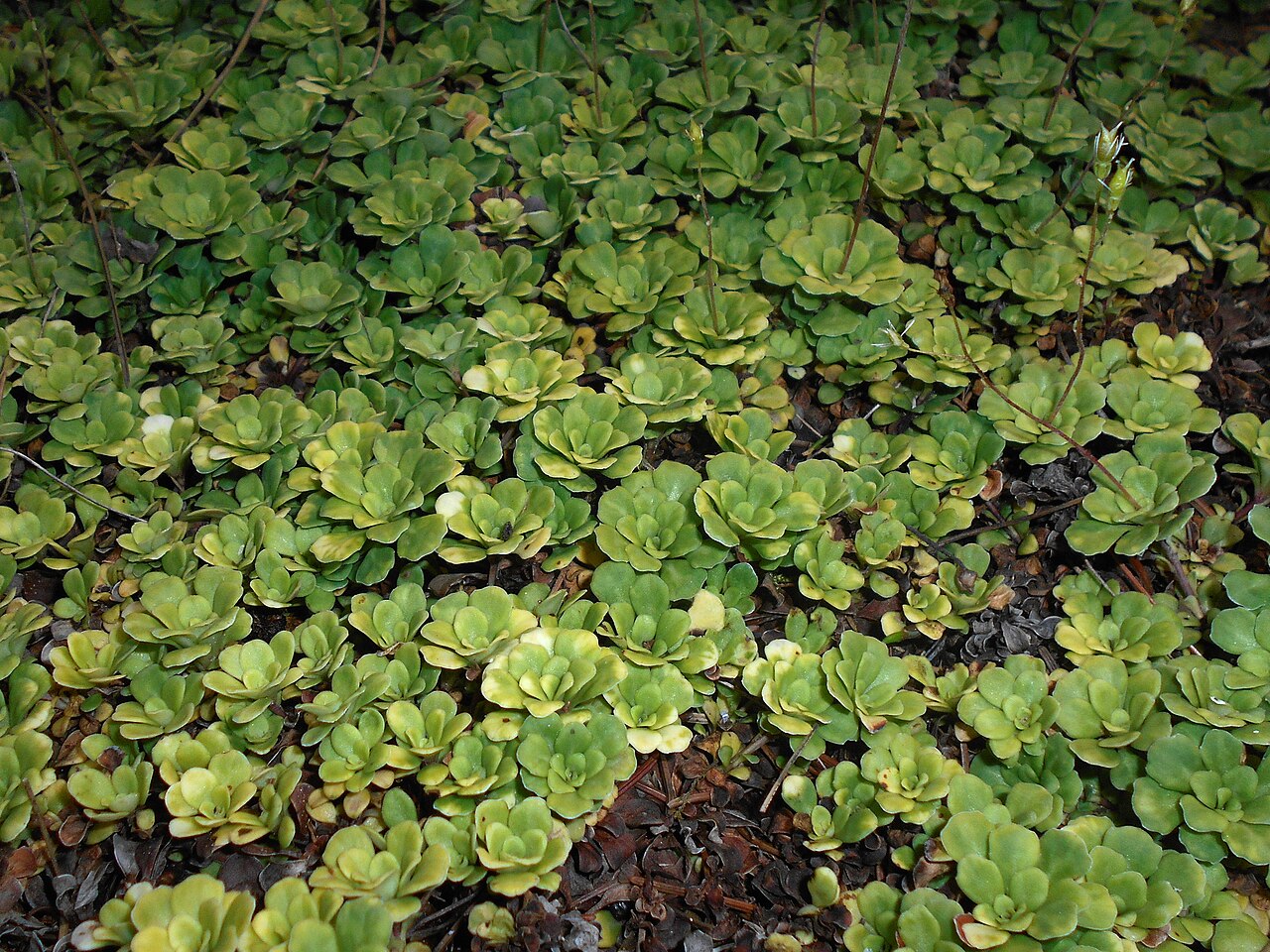 Saxifraga cuneifolia: Saxifraga cuneifolia var. subintegra , Botanical Garden in Poznań, Poland.