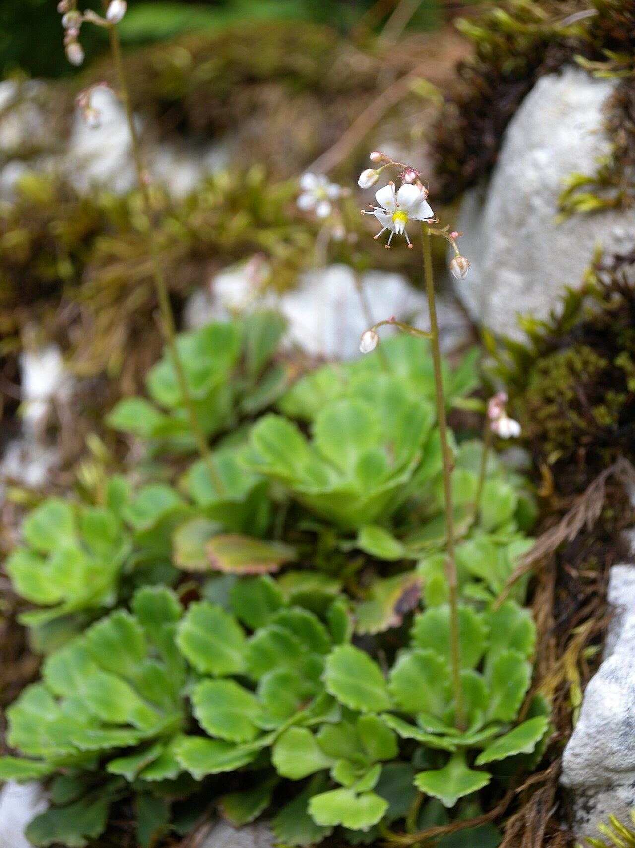 Saxifraga cuneifolia: Saxifraga cuneifolia (Saxifragaceae), Botanical Garden Bern, Switzerland