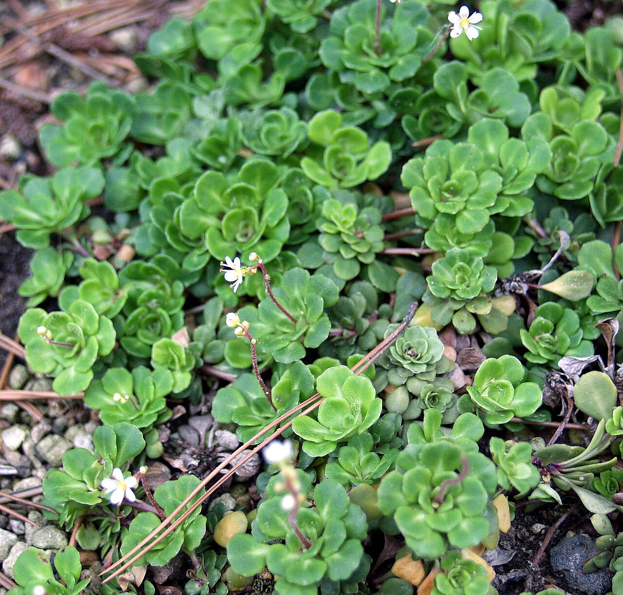 Saxifraga cuneifolia: Saxifraga cuneifolia at Botanischer Garten Bonn