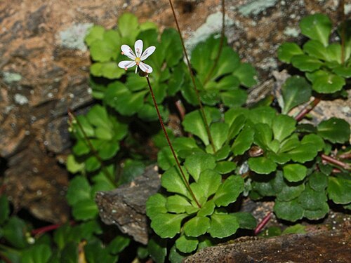 Saxifraga cuneifolia: Saxifraga cuneifolia - Gattorna, Genova, Italy