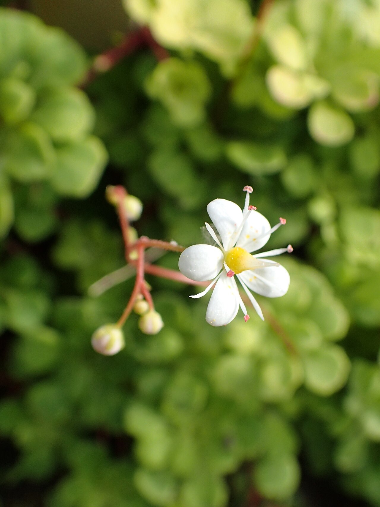Saxifraga cuneifolia: Saxifraga cuneifolia in the Botanischer Garten, Berlin-Dahlem