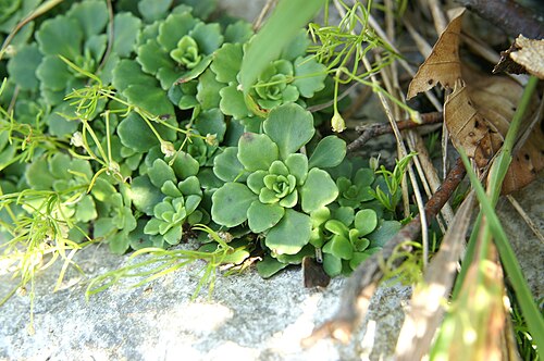 Saxifraga cuneifolia: Klinolistni kamnokreč na Svinjaku.