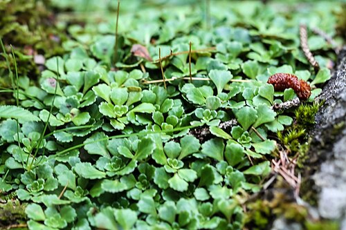 Saxifraga cuneifolia: Slowenien , Julische Alpen : Botanischer Garten Alpinum Juliana in Trenta : Keilblatt-Steinbrech