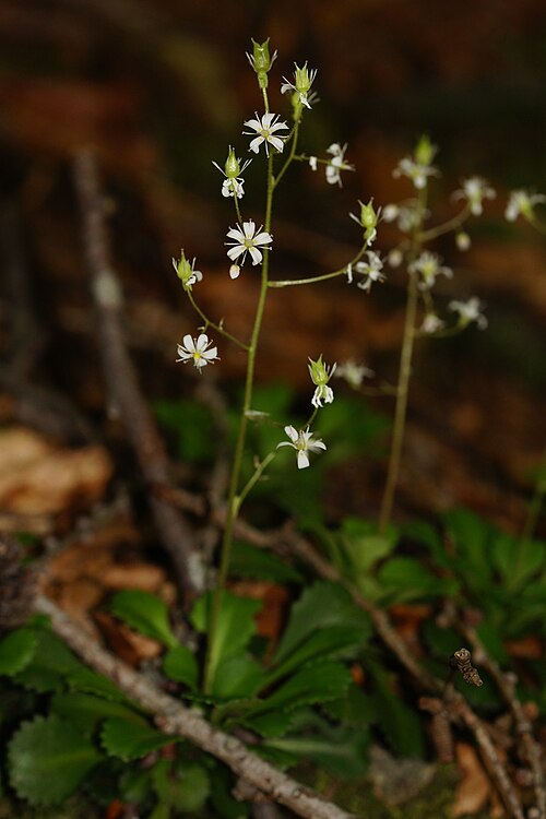 Saxifraga cuneifolia: Klinolistni kamnokreč na Ljublelju - Prevala.