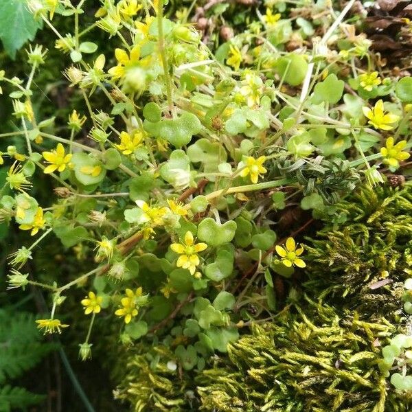 Saxifraga cymbalaria (Saxifraga cymbalaria)