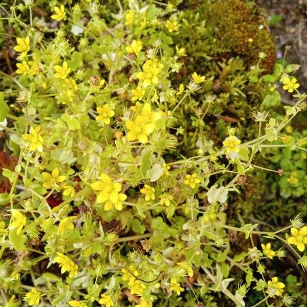 Saxifraga cymbalaria (Saxifraga cymbalaria)