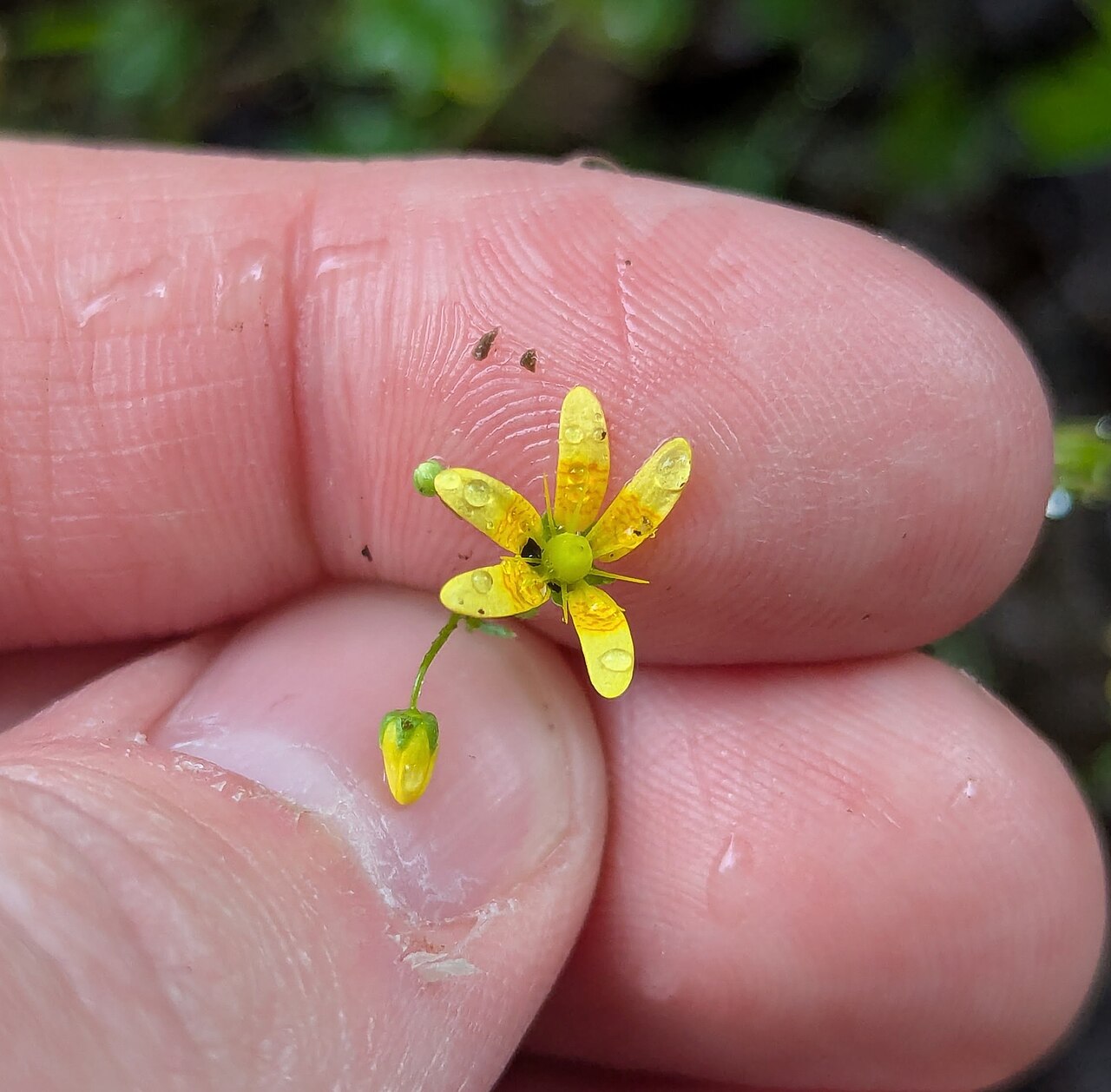 Saxifraga cymbalaria: Saxifraga cymbalaria — Field observation from Çamlıhemşin/Rize, Türkiye, Türkiye. Collected by Michael, Antoni and Nihat Hinczewski (2025-06-14). Recorded in GB