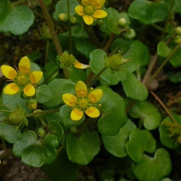 Saxifraga cymbalaria (Saxifraga cymbalaria)