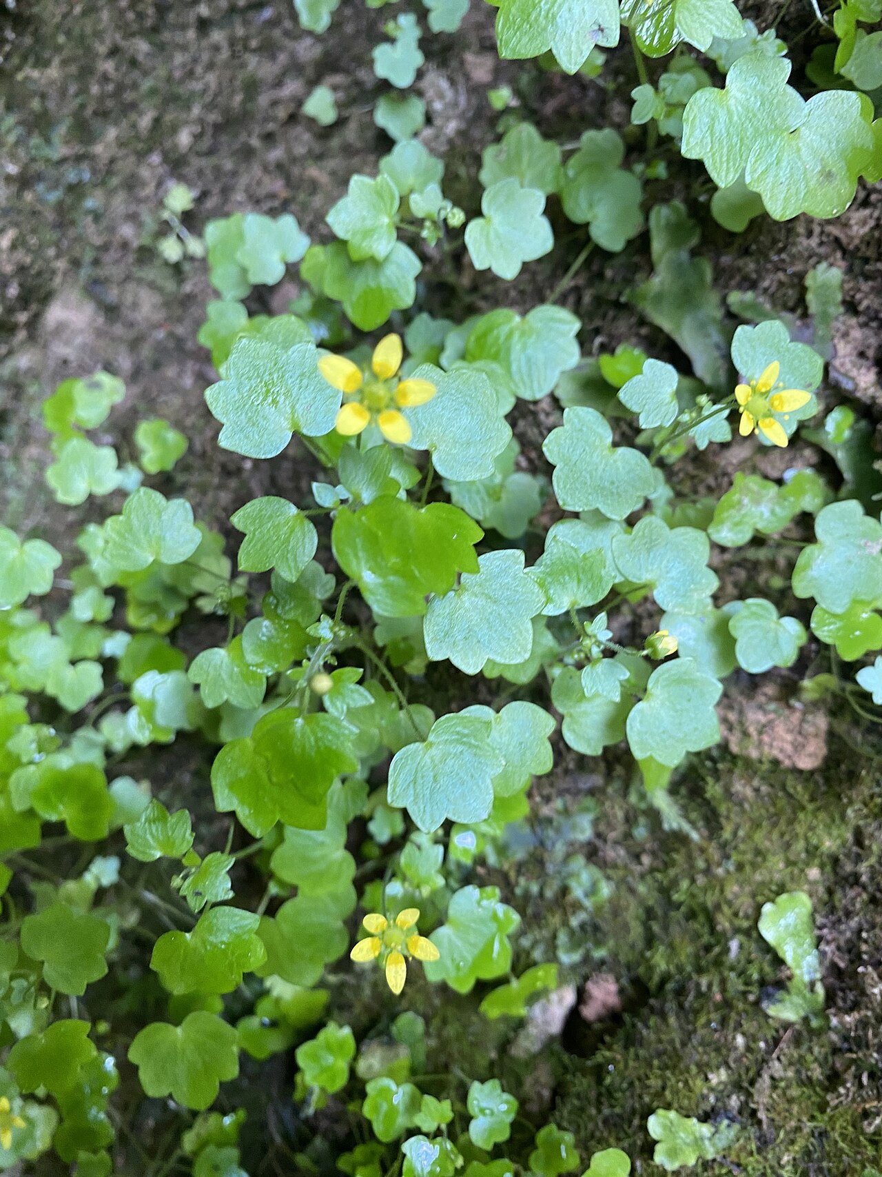 Saxifraga cymbalaria: Saxifraga cymbalaria — Field observation from Апшеро́нский район, Краснодарский край, RU, Russian Federation. Collected by Наталья Пикалова (2026-07-09). Record