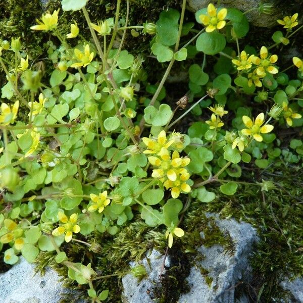 Saxifraga cymbalaria (Saxifraga cymbalaria)