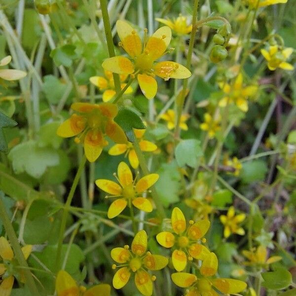 Saxifraga cymbalaria (Saxifraga cymbalaria)
