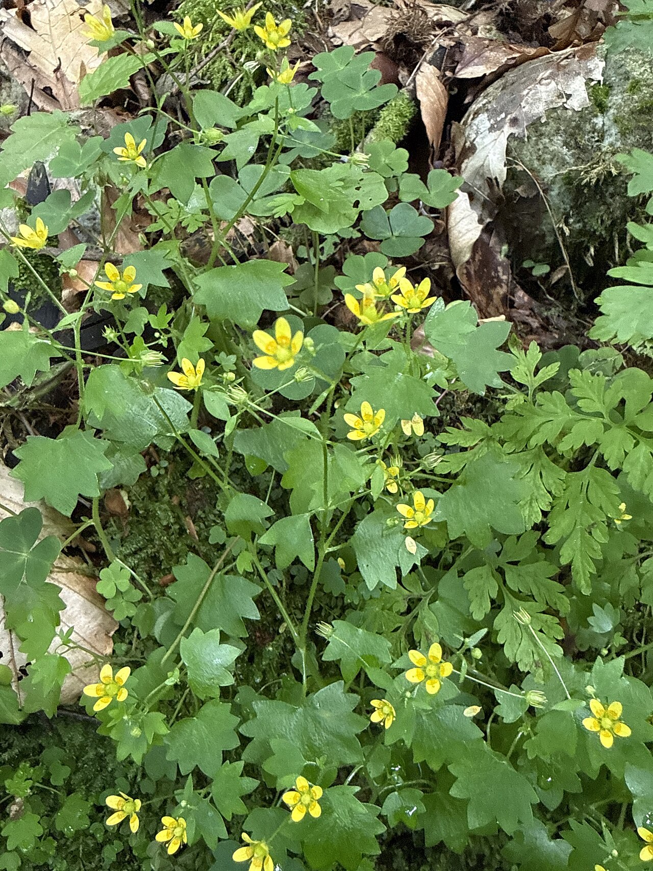 Saxifraga cymbalaria: Saxifraga cymbalaria — Field observation from Irafskiy rayon, RU-NO, RU, Russian Federation. Collected by Stanislav Murashkin (2026-07-10). Recorded in GBIF occ
