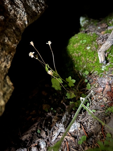 Saxifraga debilis (Saxifraga debilis)