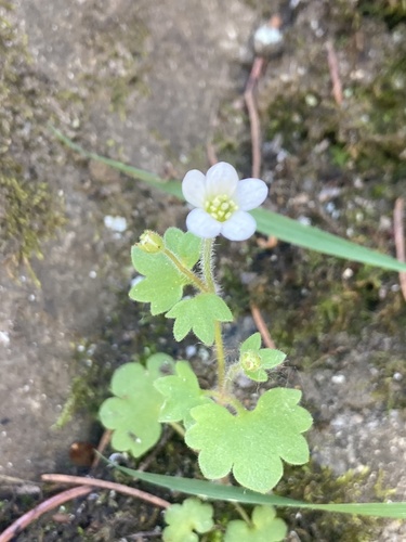 Saxifraga debilis (Saxifraga debilis)
