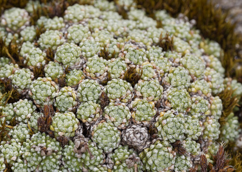 Saxifraga diapensioides (Saxifraga diapensioides)