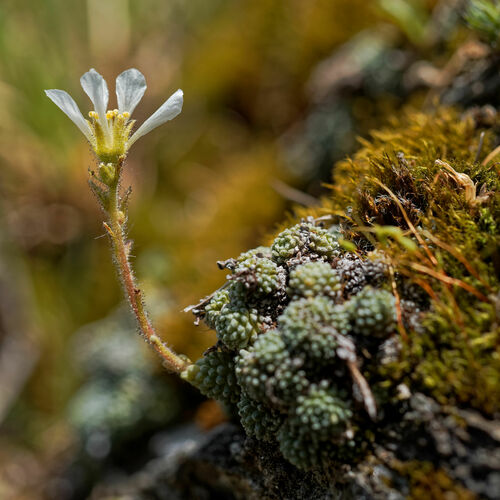 Saxifraga diapensioides (Saxifraga diapensioides)