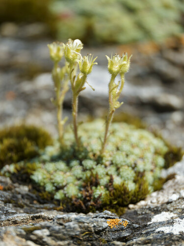 Saxifraga diapensioides (Saxifraga diapensioides)