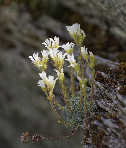 Saxifraga diapensioides (Saxifraga diapensioides)