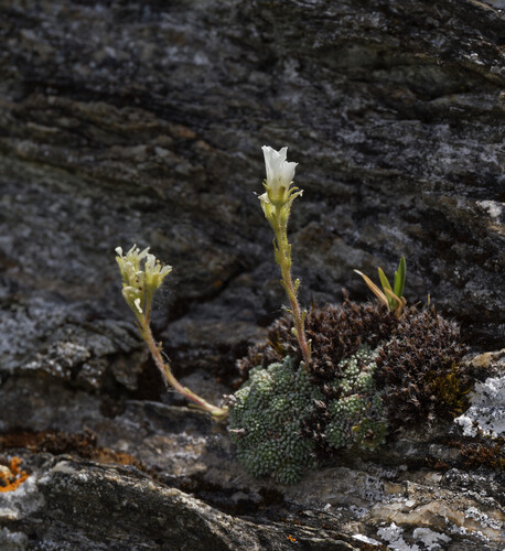 Saxifraga diapensioides (Saxifraga diapensioides)