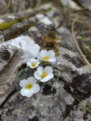 Saxifraga diapensioides (Saxifraga diapensioides)