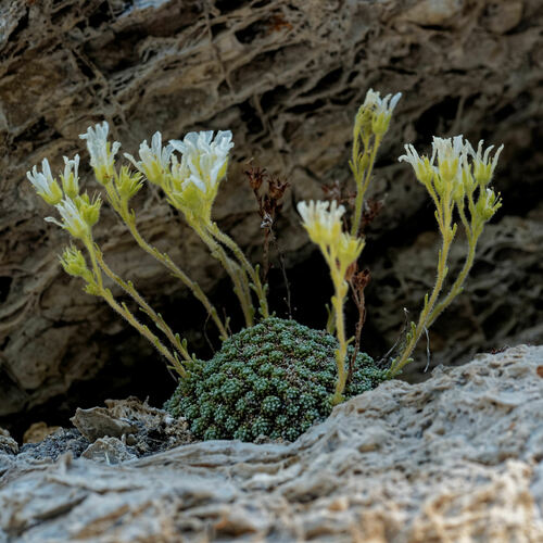 Saxifraga diapensioides (Saxifraga diapensioides)