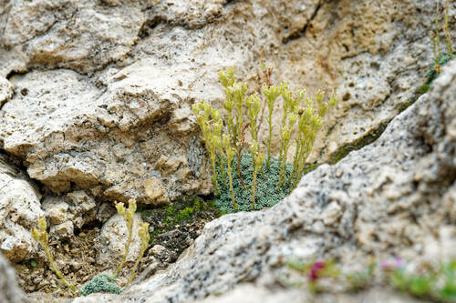 Saxifraga diapensioides (Saxifraga diapensioides)
